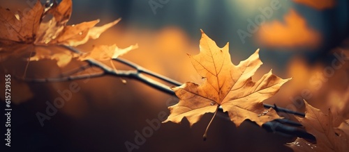Beautiful autumn leaves on blurred background