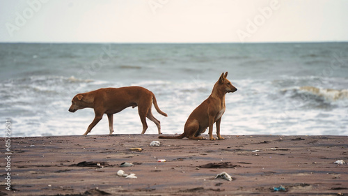 Photography Street dogs at Beypore beach