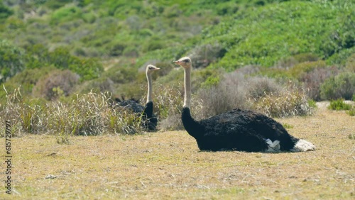 Two ostriches sitting in brown grass at cape point national park