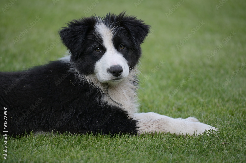 border collie puppy