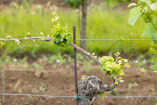 vine disease called esca in vineyard photo