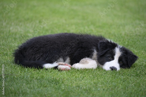 border collie puppy