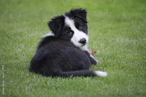 border collie puppy