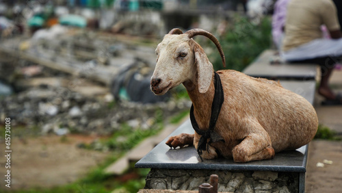 Goat on the side of the street in Beypore, Kerala photo