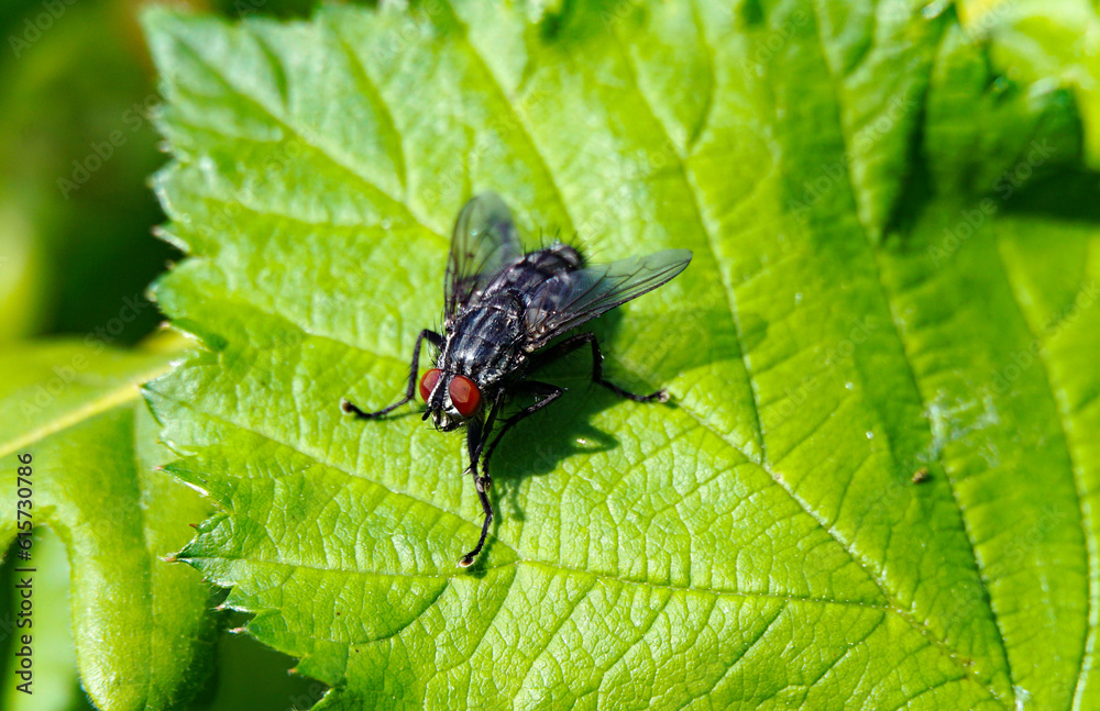 Fototapeta premium image of fly on green leaf