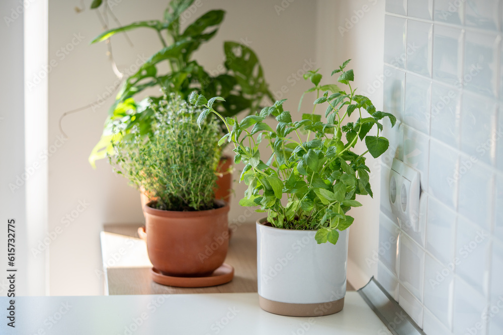 Fresh aromatic garden herbs in terracotta pot in the kitchen, selective soft focus. Seedling of herbal plants for healthy cooking - thyme and mint. Home gardening and cultivation