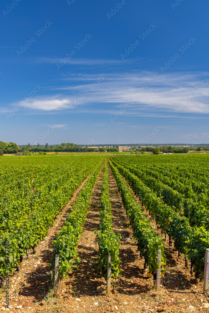 Typical vineyards near Clos de Vougeot, Cote de Nuits, Burgundy, France