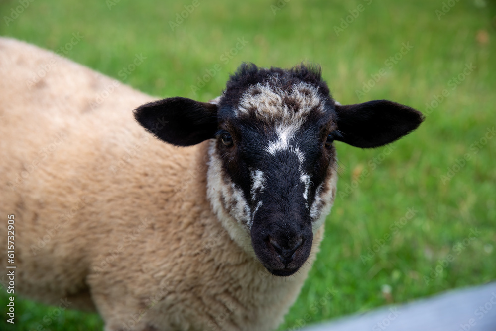 Closeup portrait of black faced sptted sheep in green pasture