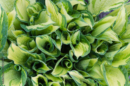 Bush of cultivated hosta with variegated leaves, top view