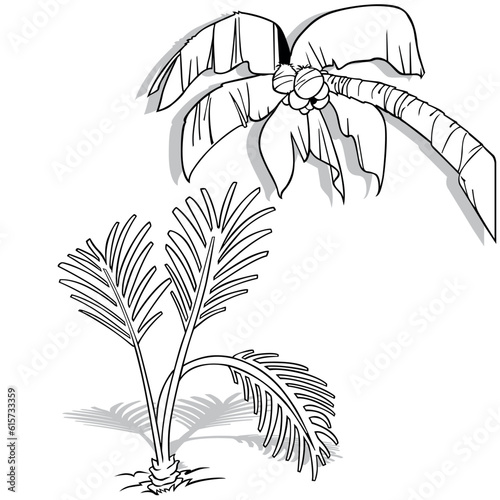 Drawing of Coconut Palm and...