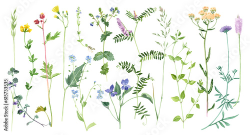 Fototapeta Naklejka Na Ścianę i Meble -  Hand painted watercolor meadow herbs and flowers collection. PNG floral border isolated on transparent background. Botanical painting in vintage style