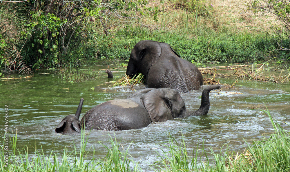 Fototapeta premium parent and baby