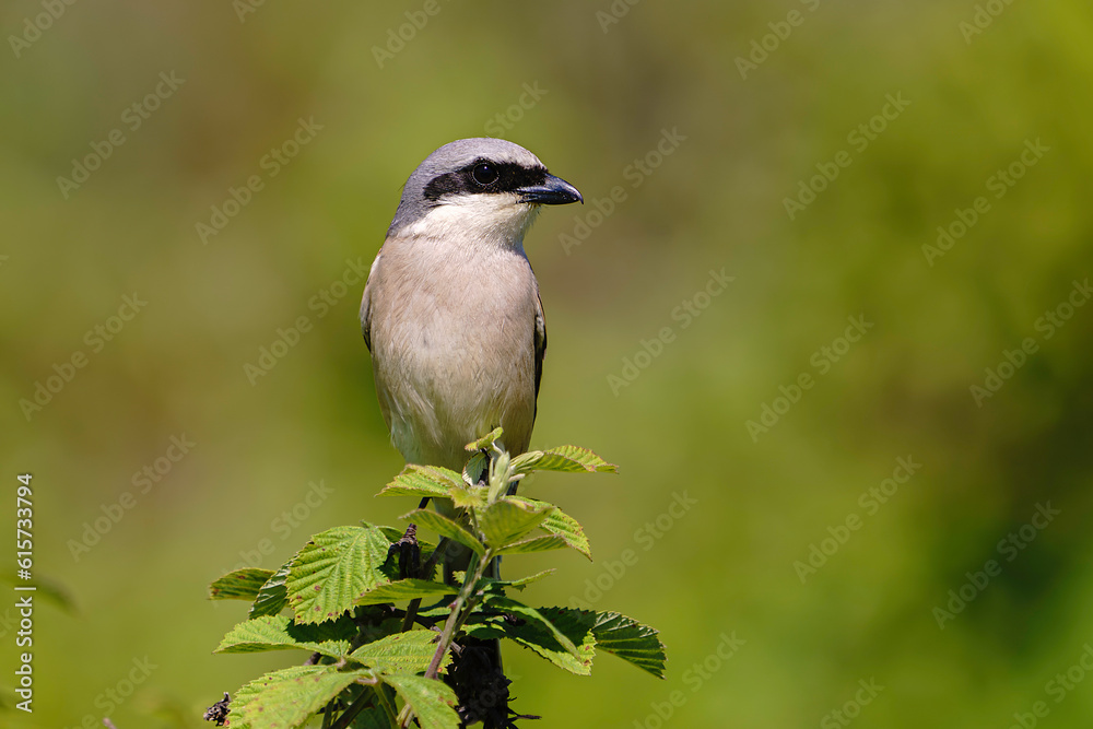 custom made wallpaper toronto digitalFemale Red-backed Shrike (Lanius collurio) perched on a tree