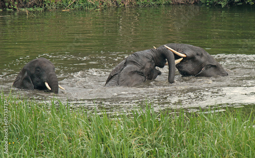Photography elephants in the water