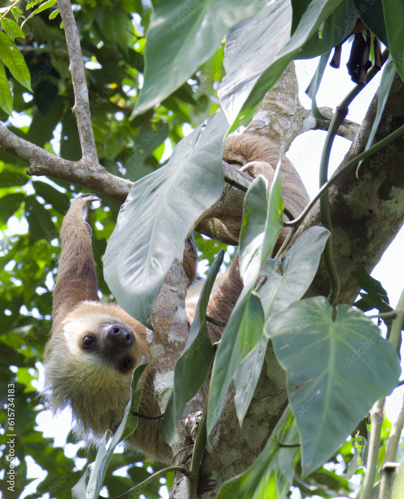 Fototapeta premium Costa Rican Sloth