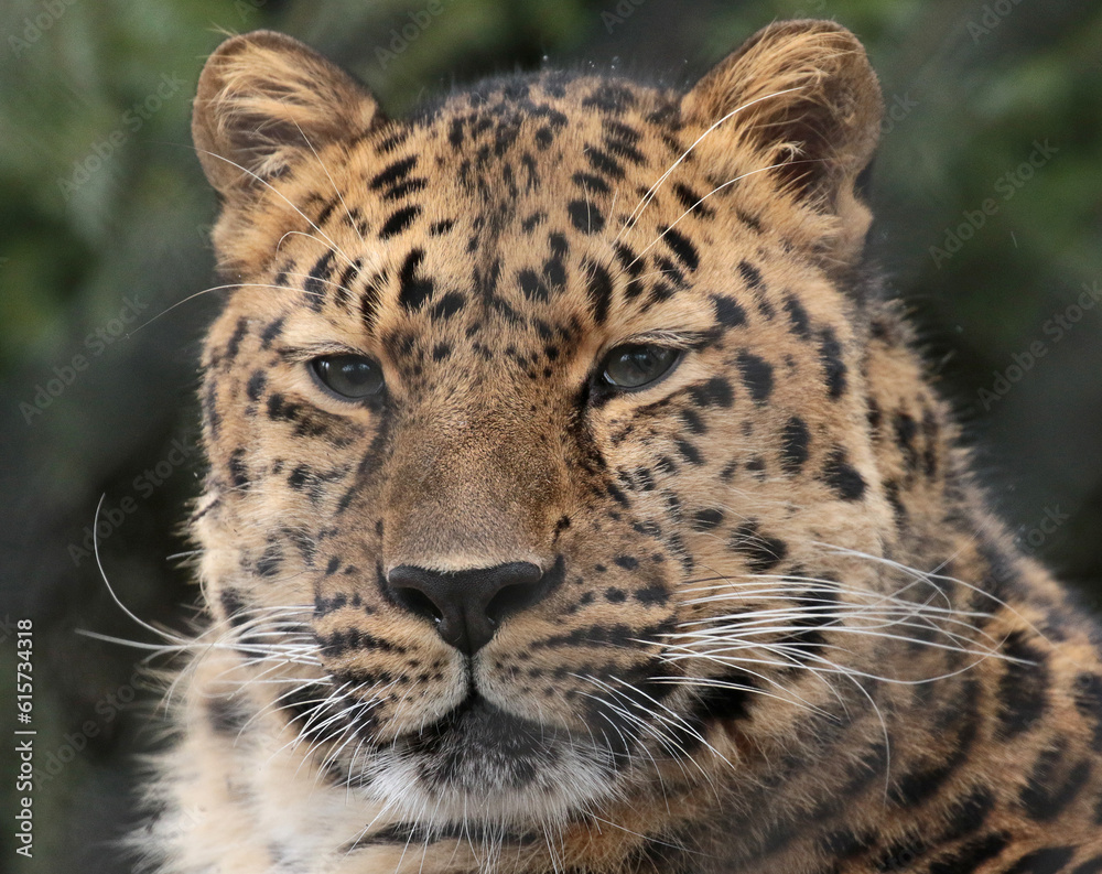 Obraz premium A gallery of nature’s finest: adorable, fierce, and fascinating animals from around the globe.