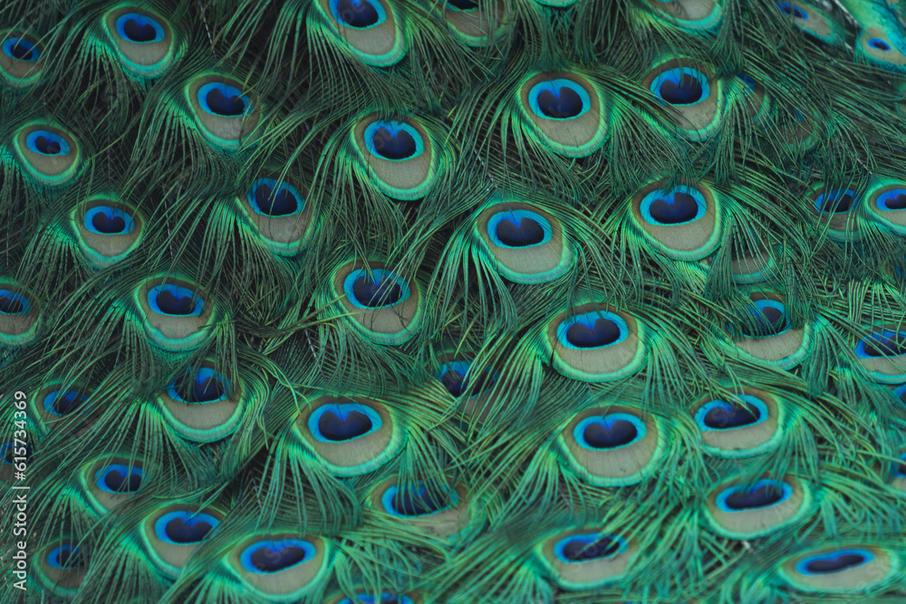 Obraz premium beautiful bright peacock feathers close-up