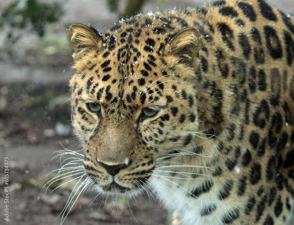 Obraz premium A gallery of nature’s finest: adorable, fierce, and fascinating animals from around the globe.