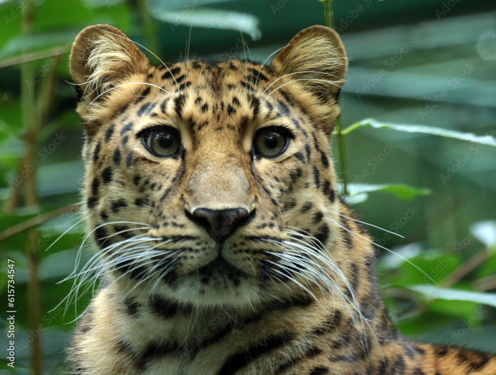 Fototapeta premium A gallery of nature’s finest: adorable, fierce, and fascinating animals from around the globe.