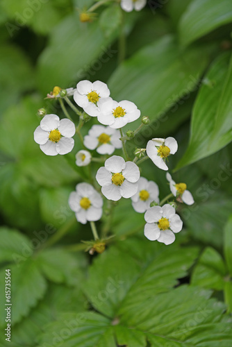 Musk strawberry or hautbois strawberry (Fragaria moschata), species of strawberry native to Europe. Flowers