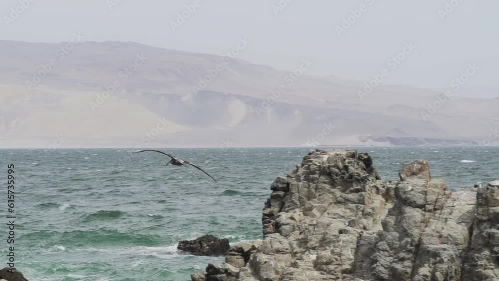 Brown pelican in flight over the Paracas national reserve at the coastline of the pacific ocean in Peru. Brown pelican in flight over the Paracas national reserve at the coastline of the pacific ocean in Peru.