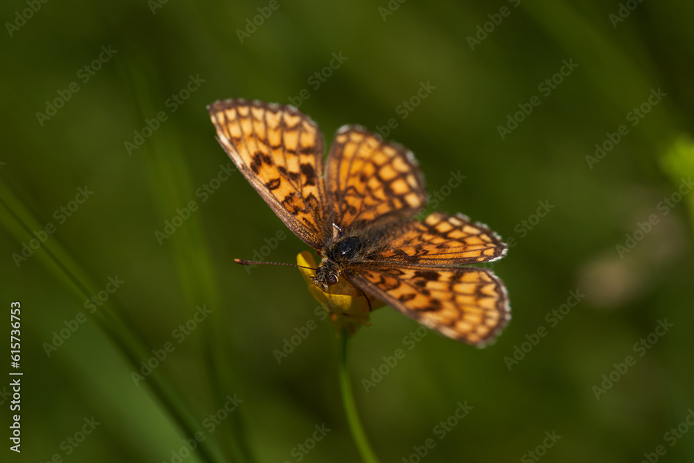 Fototapeta premium Small butterfly on a flower