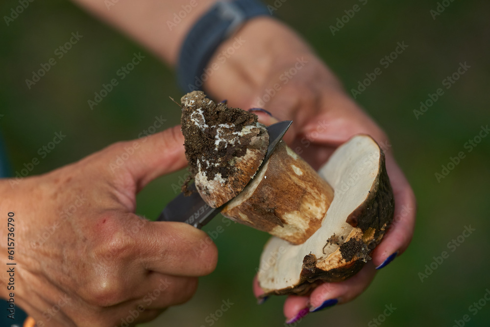 Woman picking cep mushrooms