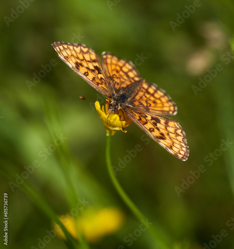 Small butterfly on a flower