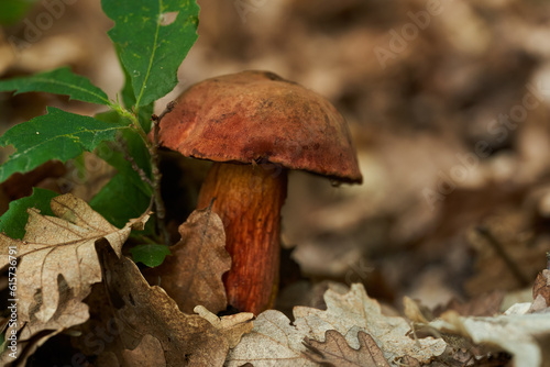 Devil's bolete toxic mushroom in the forest photo