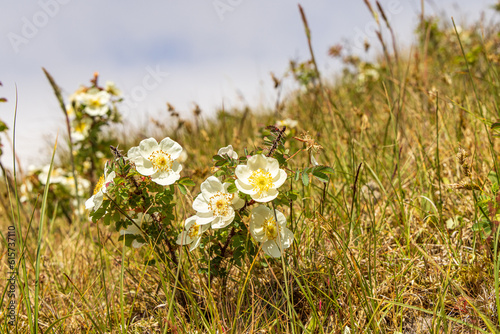 Fototapeta Naklejka Na Ścianę i Meble -  Flowering wild dune rose and briar at at Wadden island Terschelling in Friesland province in The Netherlands