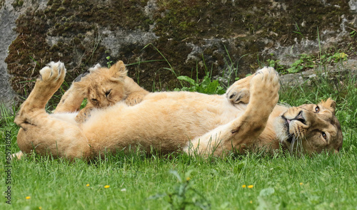 Photography Discover amazing animals – from fluffy pets to wild wonders – all captured in their cutest and most majestic moments