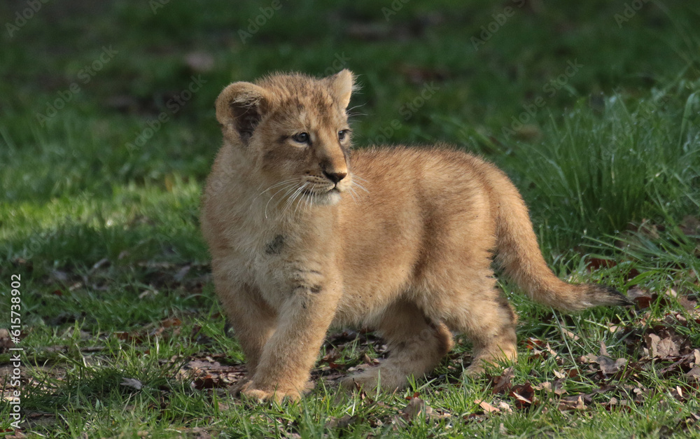 Obraz premium Discover amazing animals – from fluffy pets to wild wonders – all captured in their cutest and most majestic moments.