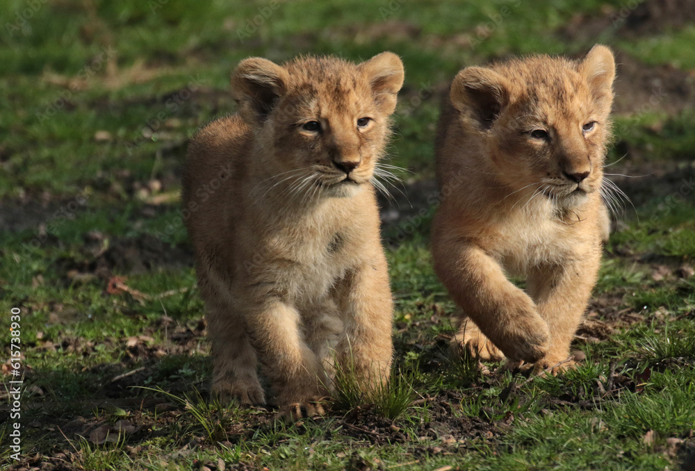 Obraz premium Discover amazing animals – from fluffy pets to wild wonders – all captured in their cutest and most majestic moments.