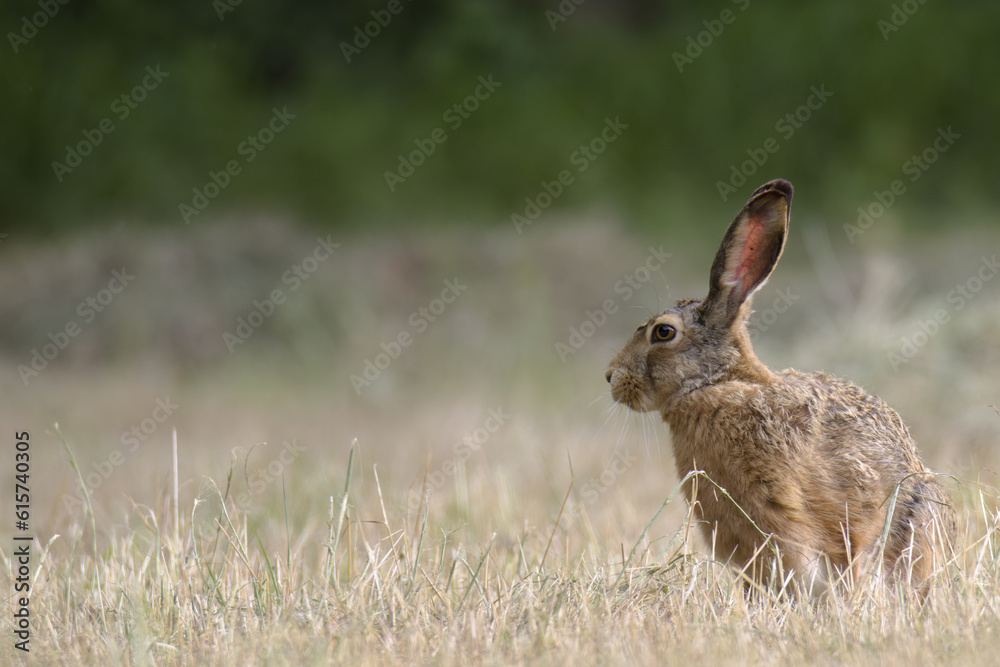 Fototapeta premium Hare in a freshly mown field