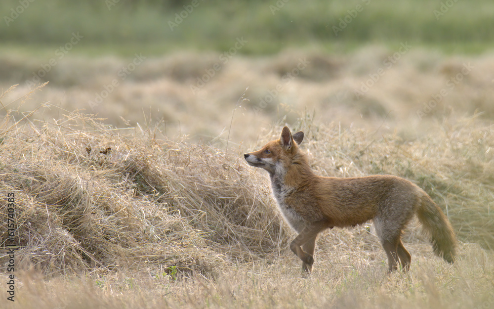 Fox exploring a freshly mown field