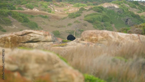 Wide of ostrich between stones at cape point national park