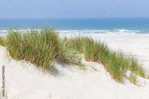 Landscape with sand dunes at nature reserve Wadden island Terschelling in Friesland province in The Netherlands photo