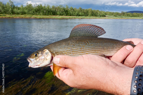 Fisherman releasing small unharmed grayling back to river in Swedish Lapland in August 2021. photo