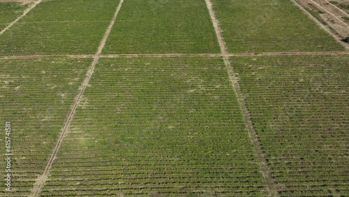 Aerial flight over beautiful vineyard landscape in Napareuli, Georgia photo