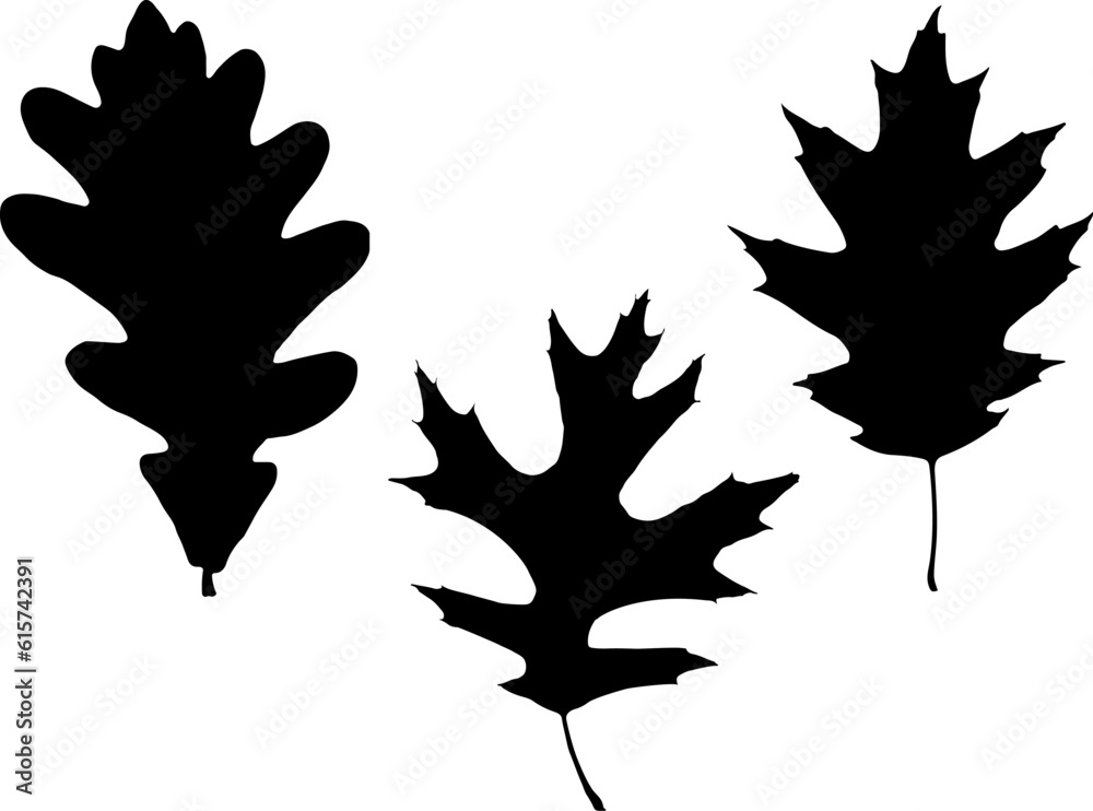 Fototapeta premium Set of Oak Leaf Silhouette