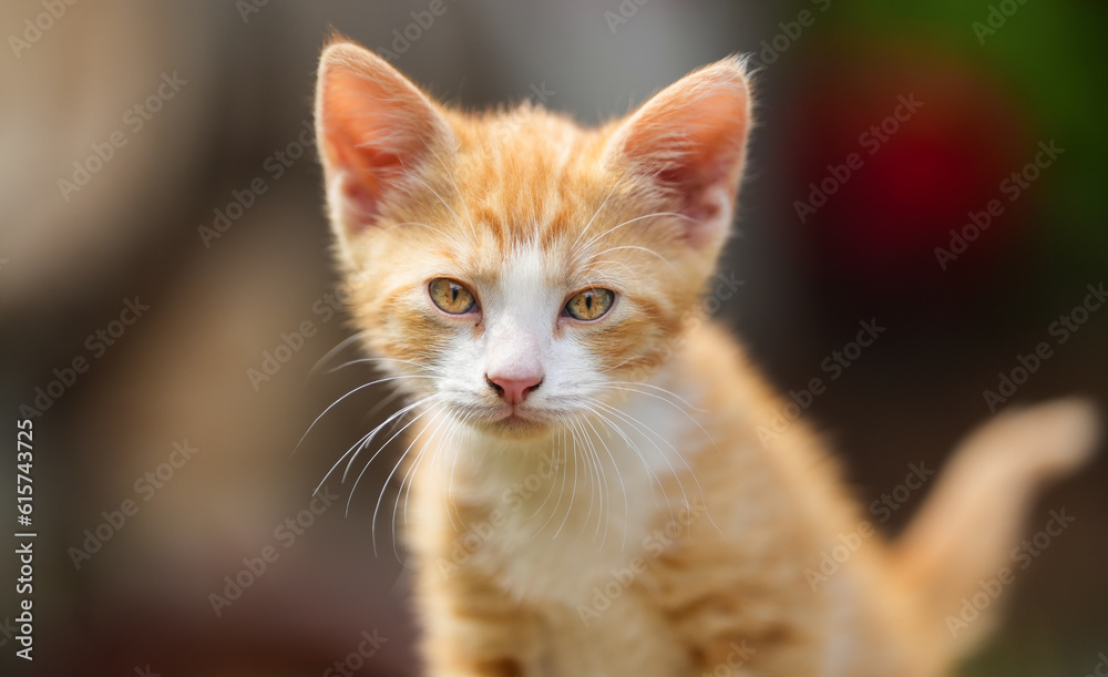 the orange cat. kitten on a wooden log with green background. detail. the orange community cat.