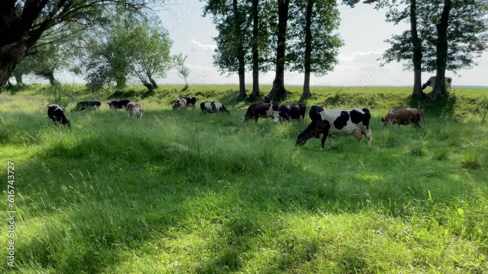 Funny cows in the countryside walking in the meadow, summer day, farm Funny cows in the countryside walking in the meadow, summer day, farm