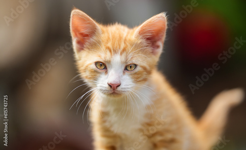 the orange cat. kitten on a wooden log with green background. detail. the orange community cat.