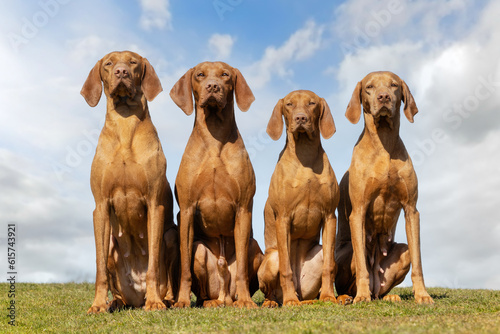 Bild auf Leinwand hungarian vizsla