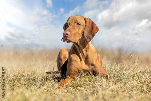 hungarian vizsla