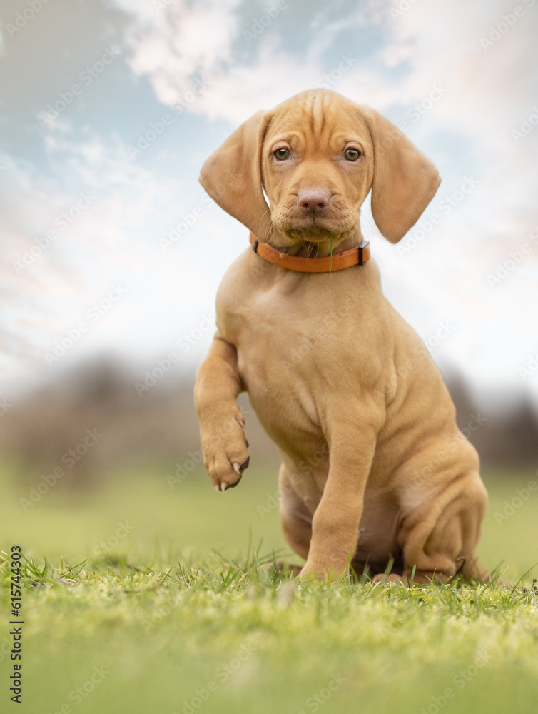 hungarian vizsla