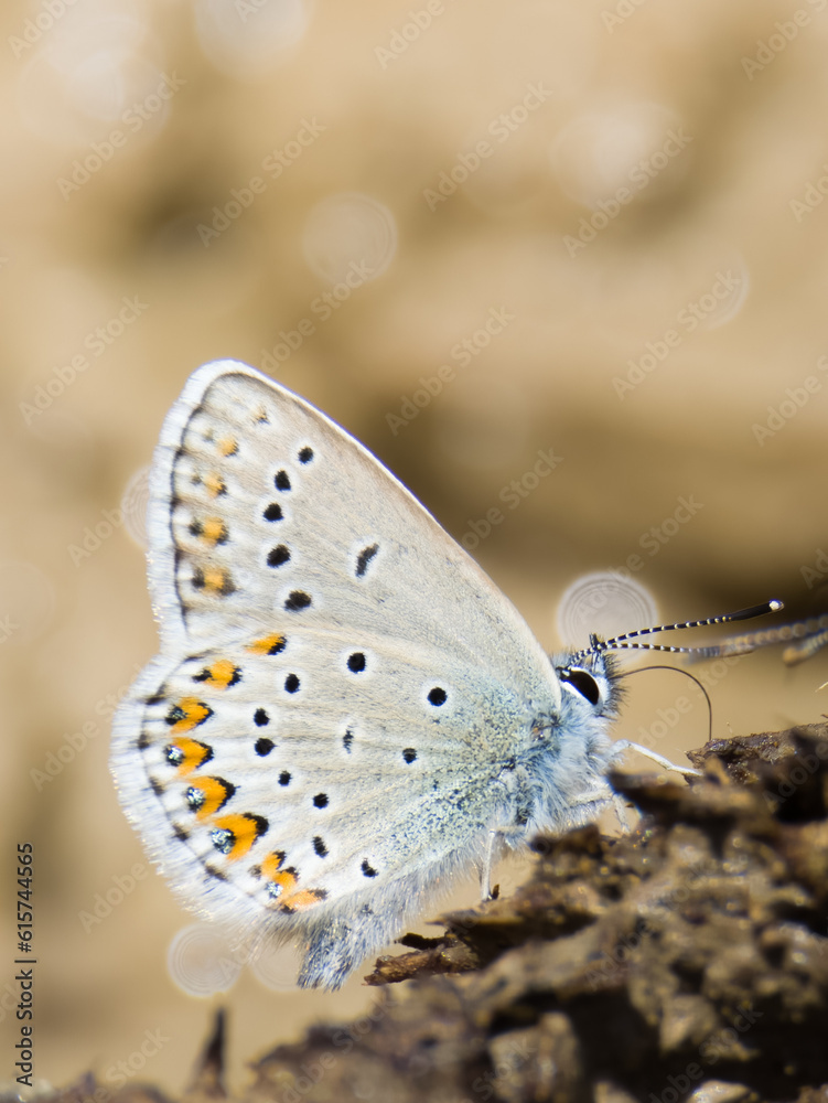 Common blue butterfly in French Alps Common blue butterfly in French Alps
