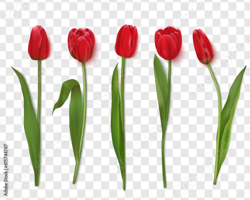 Realistic vector tulips are set on a transparent background.Vector illustration