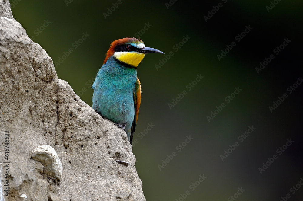 Fototapeta premium European bee-eater // Bienenfresser (Merops apiaster) - Greece
