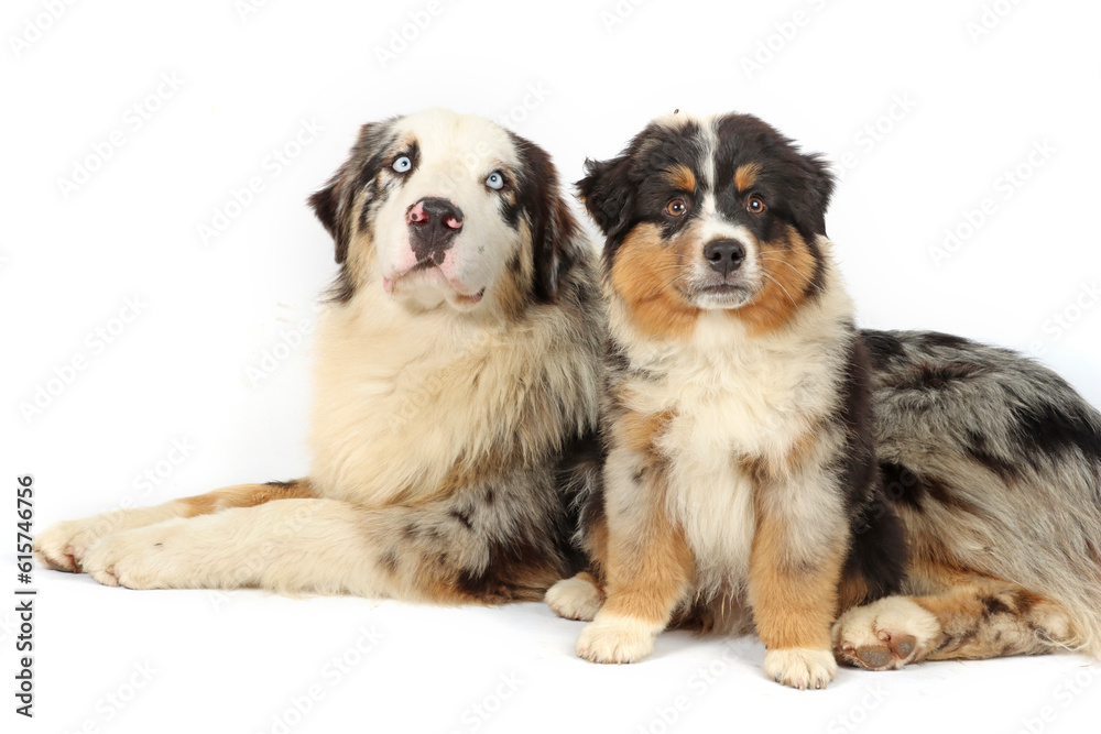 adult and puppy australian shepherd isolated on white 